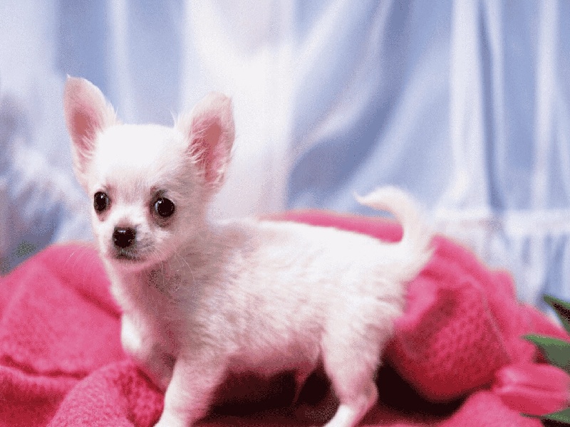 泰国 试管 必须夫妻,微刺激 试管cc方案