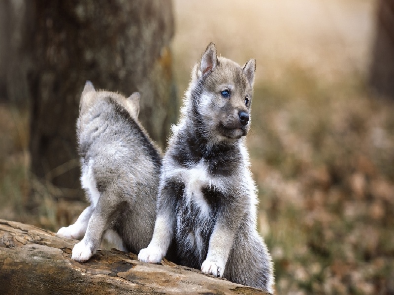 试管成功的套路,新冠上海试管